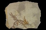 Dawn Redwood (Metasequoia) Fossil - Montana #153691-1